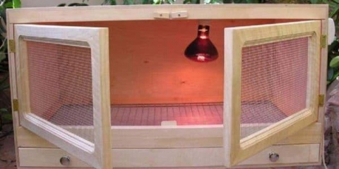 Brojler brojler - držanje pilića, koja temperatura treba da bude