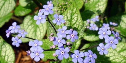 Brunner velikolisni: fotografija, opis, sadnja i njega