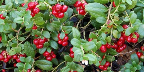 List brusnice tokom trudnoće