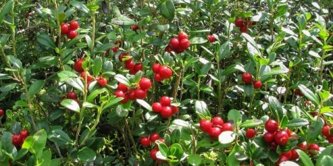 Lingonberries: fotografija bobica