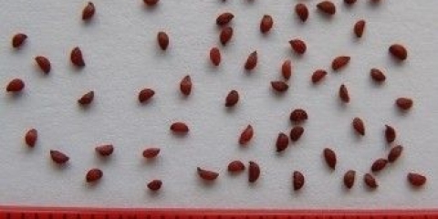 Vrt brusnica: sadnja i njega