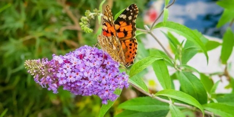 Buddleya david u sibiru