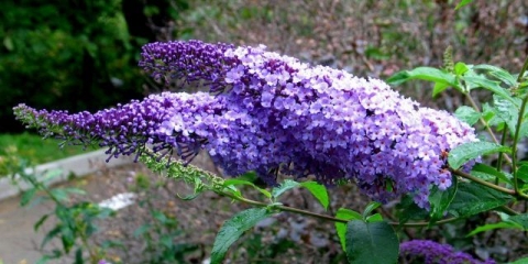 Buddleya nano plava