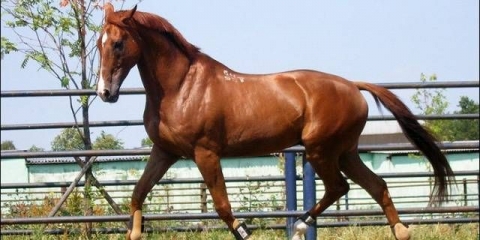 Budennovskaja pasmina konja