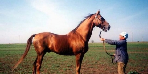 Budennovskaja pasmina konja