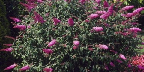 Budley: sadnja i njega + fotografija