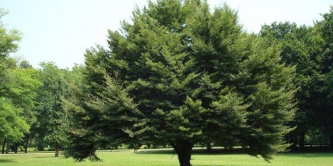 Šumska bukva (evropska): opis i fotografija