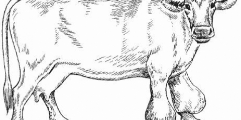 Burzitis koljenskog zgloba u krave: povijest bolesti, liječenje