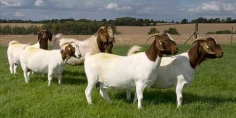 Burska rasa koza: držanje i uzgoj