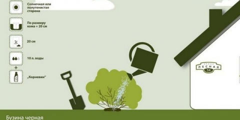 Stara crna aurea: opis i karakteristike sorte