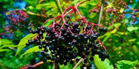 Crna bazga: ljekovita svojstva i kontraindikacije