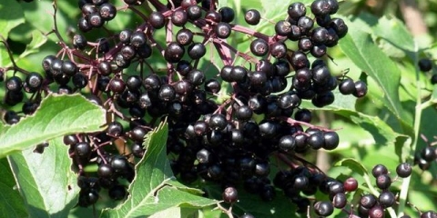 Crna bazga: opis, obim, gdje raste