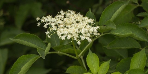 Bazga crvena: ljekovita svojstva i kontraindikacije