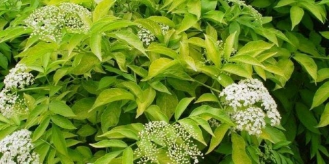 Bazga crvena: opis, gdje raste, razlika od ostalih sorti