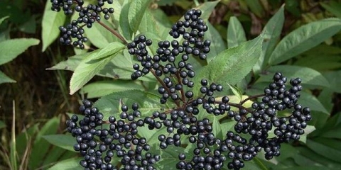 Biljka bazge: šta je, kako izgleda, svojstva i upotreba