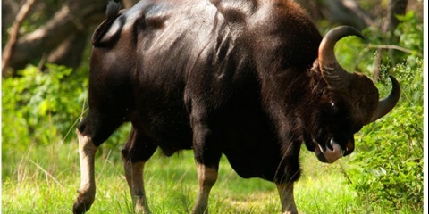 Bull gaur