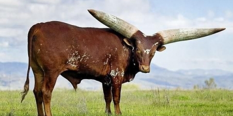 Bull watussi
