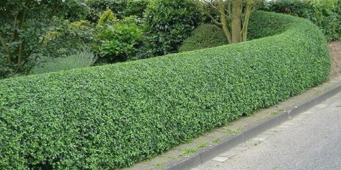 Brzorastuće grmlje za žive ograde