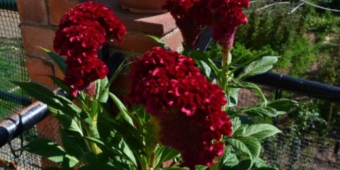 Celosia češalj: fotografija cvijeća u cvjetnom krevetu, sadnja i njega