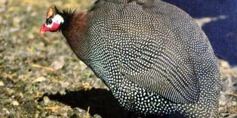 Biserke: uzgoj i držanje kod kuće