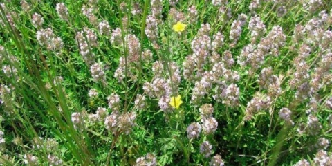 Čubar: ljekovita svojstva i kontraindikacije