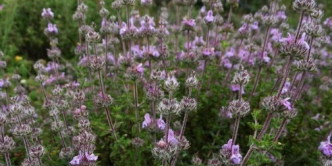 Mirisna baštenska slastica: uzgoj iz sjemena kod kuće