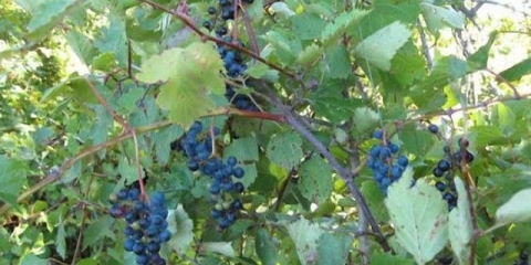 Isabella pulpa chacha kod kuće