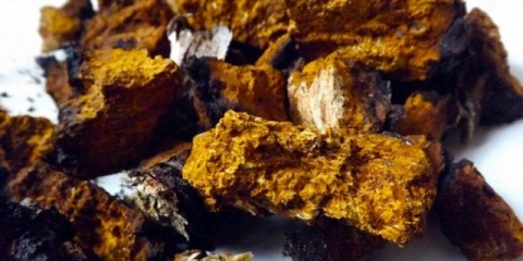 Čaga s gastritisom želuca: recepti, recenzije