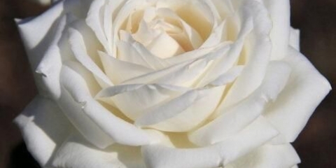 Čajno-hibridna bijela ruža boeing (boeing): opis sorte, recenzije