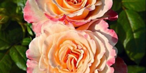 Čajno-hibridna sorta božur ruže akvarel (akvarel)