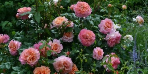 Čajno-hibridna ruža augusta luise (augustina louise): fotografija i opis, recenzije