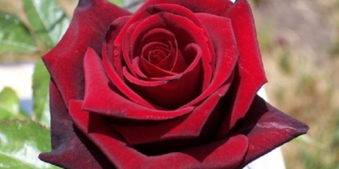 Čajno-hibridna ruža crna magija (crna magija): fotografija i opis, recenzije