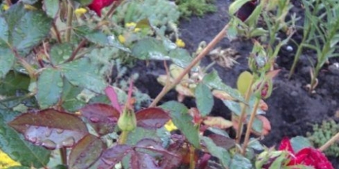 Hibridna ruža čaja crni princ (crni princ): opis sorte, sadnja i njega