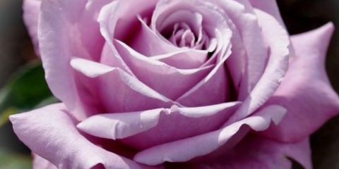 Čajno-hibridna ruža plava parfem (plavi parfem): opis sorte, fotografija