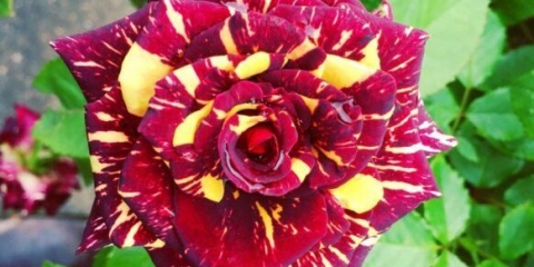 Hibridna čajna ruža floribunda abrakadabra (abrakadabra)