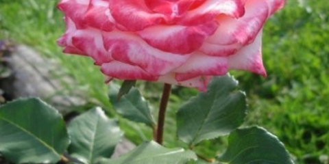 Čajno-hibridna ruža floribunda princesse de monaco (princess de monaco)