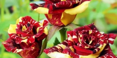 Hibridna čajna ruža floribunda sorta hokus pokus (hokus pokus)