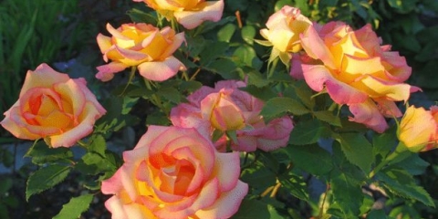 Hibridna čajna ruža sorta floribunda crveno zlato (crveno zlato)