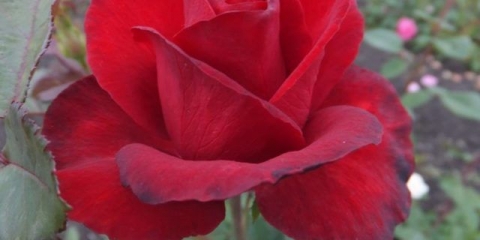 Hibridna čajna ruža grand gala (grand gala): fotografija i opis, recenzije