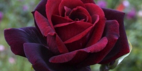 Hibridna čajna ruža papa meilland (papa meilland)