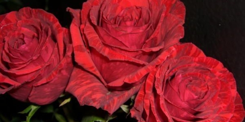 Hibridna čajna ruža crvena intuicija (crvena intuicija): fotografija, sadnja i njega