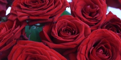 Hibridna čajna ruža crvena naomi (crvena naomi): fotografija i opis, recenzije