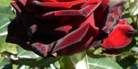 Čajno-hibridne sorte ruža crna magija (crna magija)
