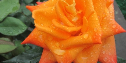 Hibridna ruža čaja monika (monika): opis, sadnja i njega