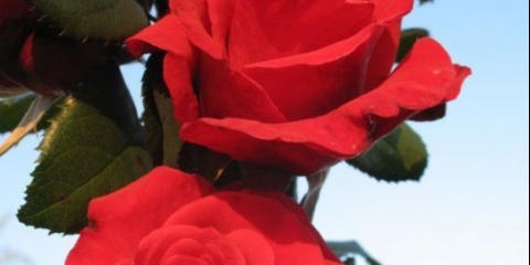 Hibridna čajna ruža crveni berlin (crveni berlin): sadnja i njega