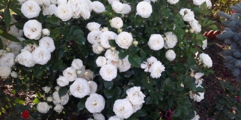 Vjenčani klavir hibridne čajne ruže (klavir za vjenčanje): sadnja i njega, fotografija