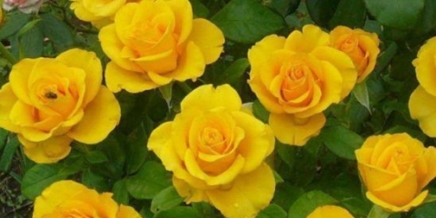 Čajno-hibridna žuta ruža sorte kerio (kerio): opis, njega