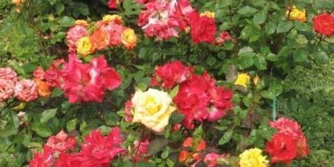 Hibridne čajne ruže: fotografije i imena