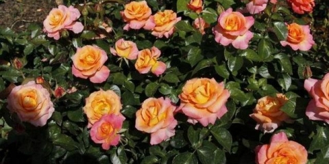 Hibridne čajne ruže: sadnja i njega