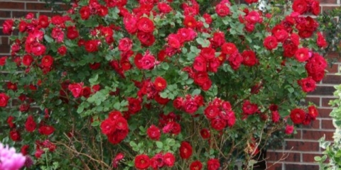 Hibridne čajne ruže serije explorer (explorer): sadnja i njega